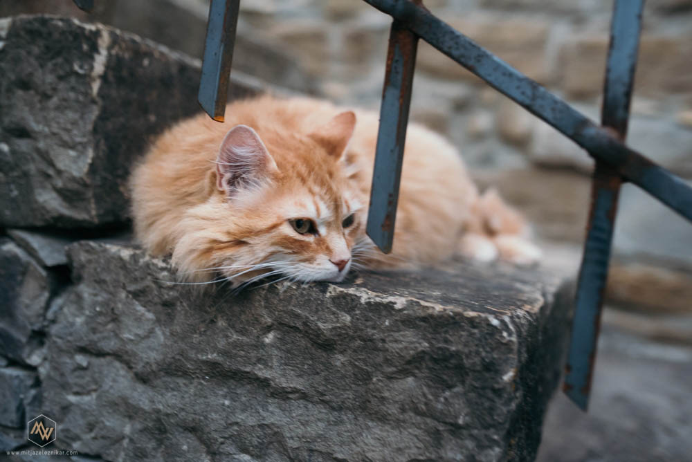 Fotografiranje poroke Kodarinov Mlin - Koper