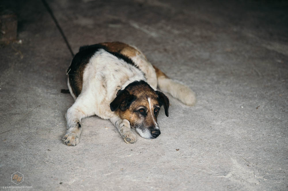 Fotografiranje poroke Ljubljenski Grad Gostilna Mihovec
